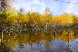 秋日湖畔金黄树林倒影