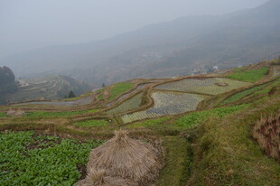 雾中梯田美景