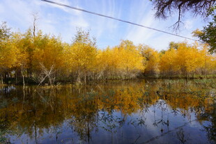 秋日湖畔金黄树林倒影