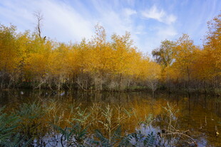 秋日湖畔金黄树林美景