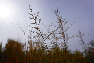 阳光下的植物枝桠