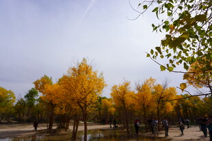 秋日金黄树林美景