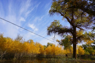 秋日金黄树林与蓝天景象