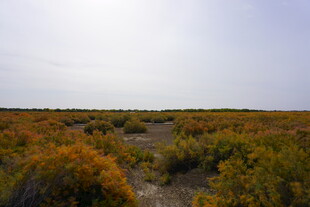 秋日旷野中的斑斓植被