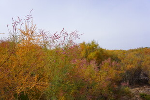 秋日野外多彩植物景观