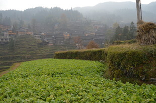 山间茶园村落 雾中美景