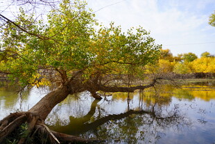 湖畔歪树的秋日宁静景致