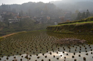 晨光下的宁静梯田景观