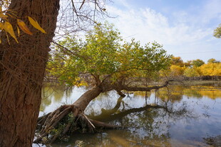 秋日河畔枯树美景
