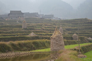 雾中梯田与古朴村落
