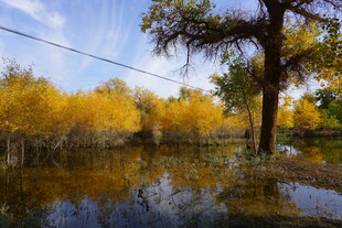 秋日水畔金黄树林美景