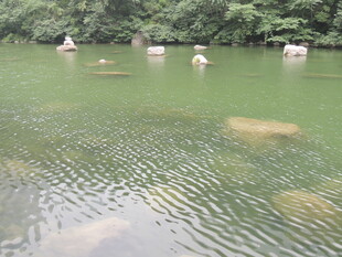 水中牛群悠游于绿意湖畔