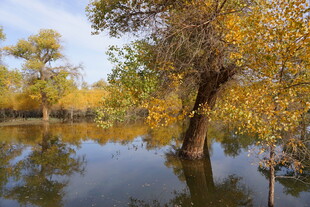 秋日湖畔金黄树木倒影