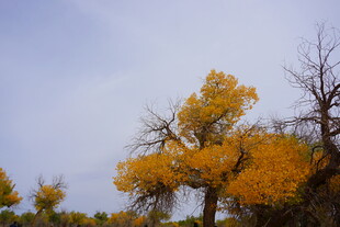 秋日胡杨 尽显金黄之美