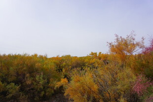 秋日多彩植被景观