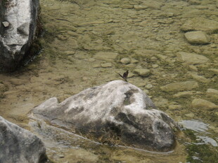 溪边岩石上的小鸟