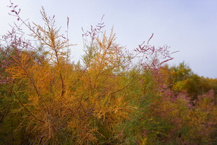 秋日绚烂草木景观