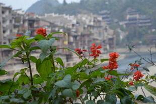 江边红花绿植与古朴建筑