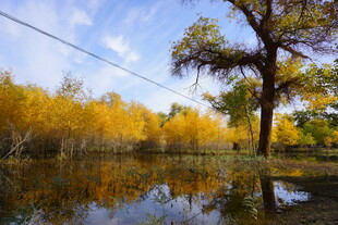 秋日胡杨林的静谧倒影