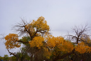 秋日胡杨 尽显孤傲之美
