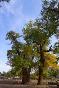 旷野中的葱郁树木