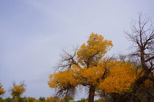 秋日金黄树木风景