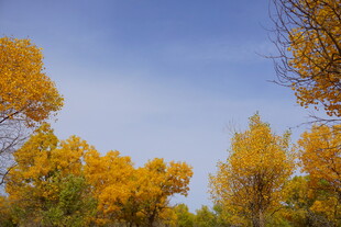 秋日金黄树林美景