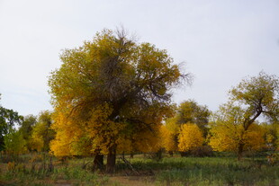 秋日金黄树林美景