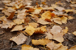 秋日落叶铺就的地面美景