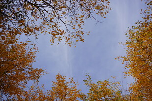 秋日树梢与蓝天美景