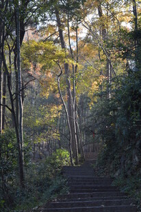 秋日林间步道