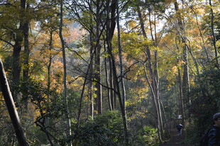 秋日林间小道美景