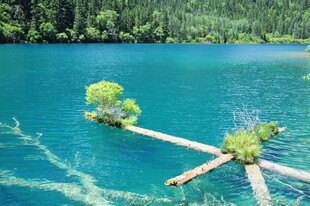 蓝湖孤木 自然静谧之景