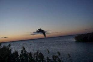 夕阳下飞鸟掠过平静海面