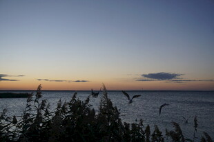 黄昏湖畔飞鸟景致