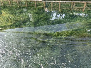 清澈溪流旁的绿意景致