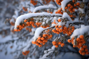 雪覆沙棘果