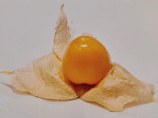 灯笼果