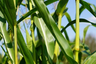 玉米植株
