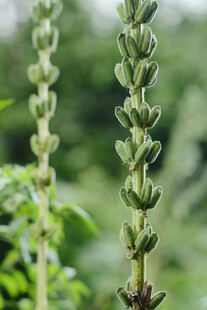 芝麻植株 