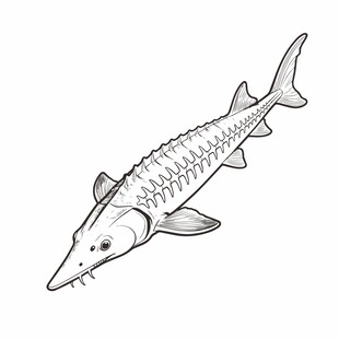 手绘中华鲟图案