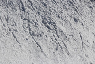 雪地中的纹理痕迹