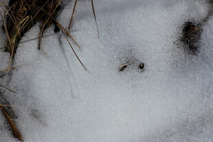 雪地中的植物露头