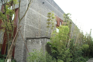 废弃建筑旁的绿植景观