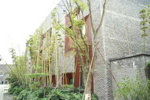 绿植覆盖的灰色建筑墙面