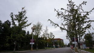 乡村道路旁的绿树与行人