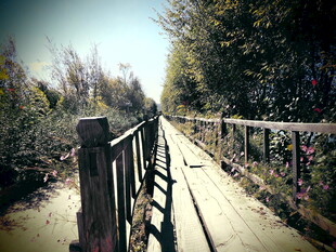 林间木栈道 静谧好风光