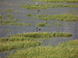 湿地中的鸟类与繁茂水草