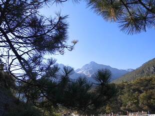 透过松枝望远处山峦