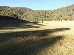 山间开阔草地风景